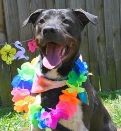 Enlarge Junior, a Adoptable mixed breed in Marietta, GA image 2/5