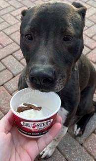 Enlarge Junior, a Adoptable mixed breed in Marietta, GA image 3/5