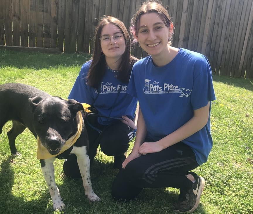 Enlarge Junior, a Adoptable mixed breed in Marietta, GA image 4/5