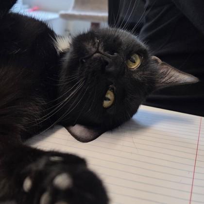 Enlarge Anubis, a Adoptable mixed breed in Voorhees, NJ image 1/3