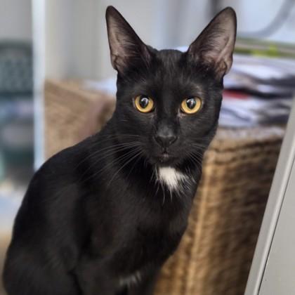 Anubis, Adoptable, Adult Male Domestic Short Hair & Domestic Short Hair.