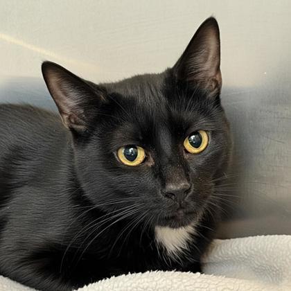 Anubis, a Adoptable mixed breed in Voorhees, NJ image 2/3