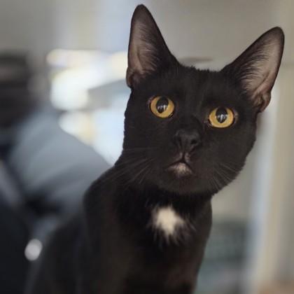Enlarge Anubis, a Adoptable mixed breed in Voorhees, NJ image 3/3