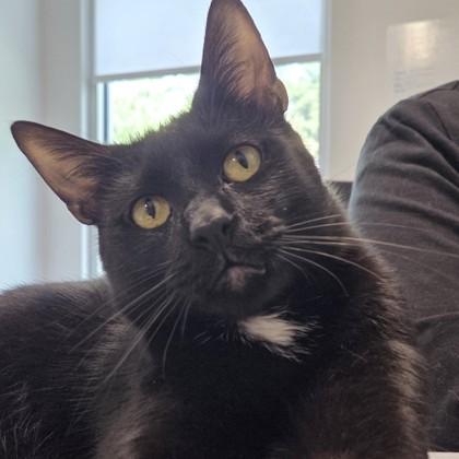 Enlarge Anubis, a Adoptable mixed breed in Voorhees, NJ image 3/3