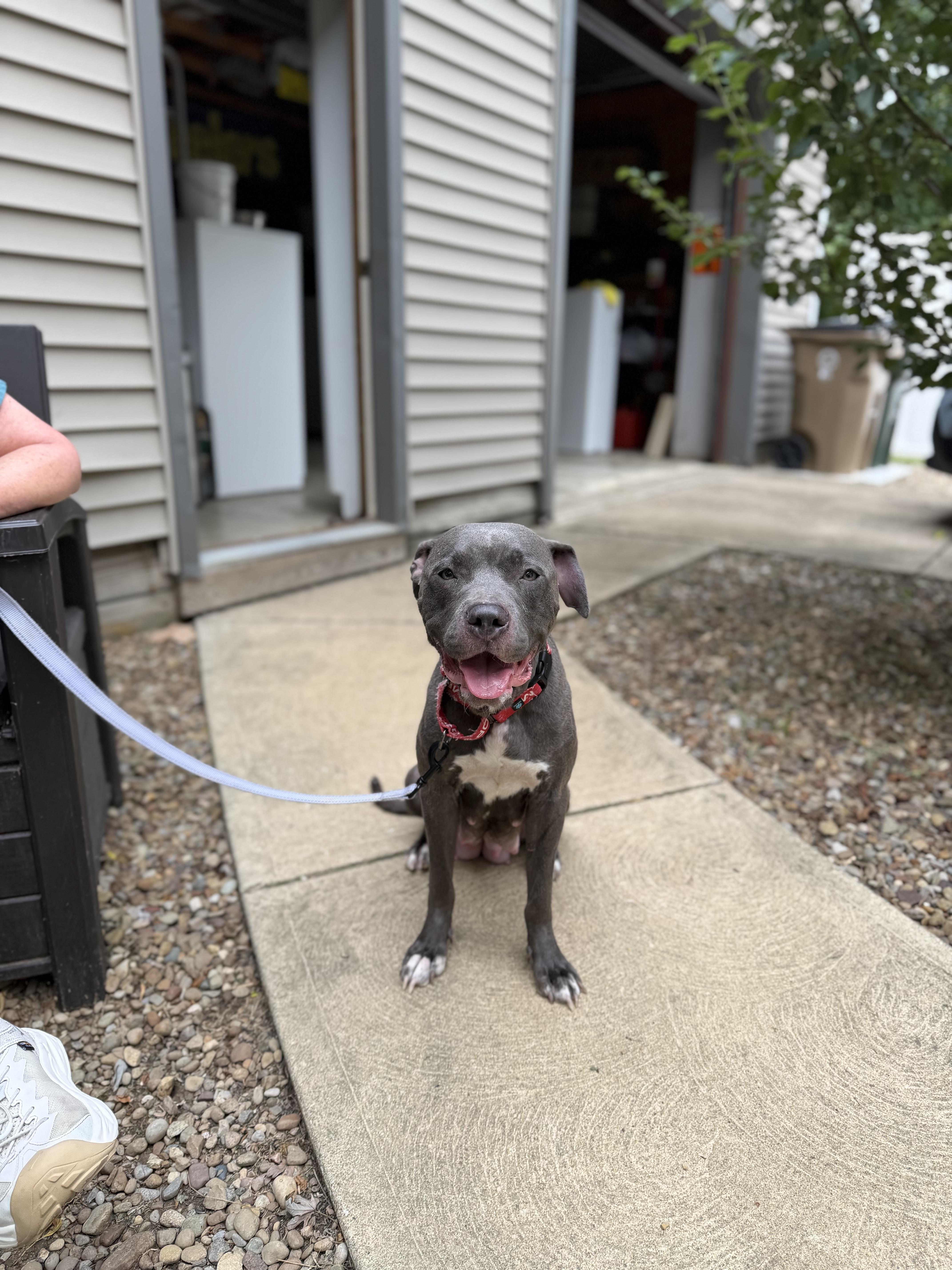 Enlarge Carolina, a Adopted Mixed Breed in Seville, OH image 1/6