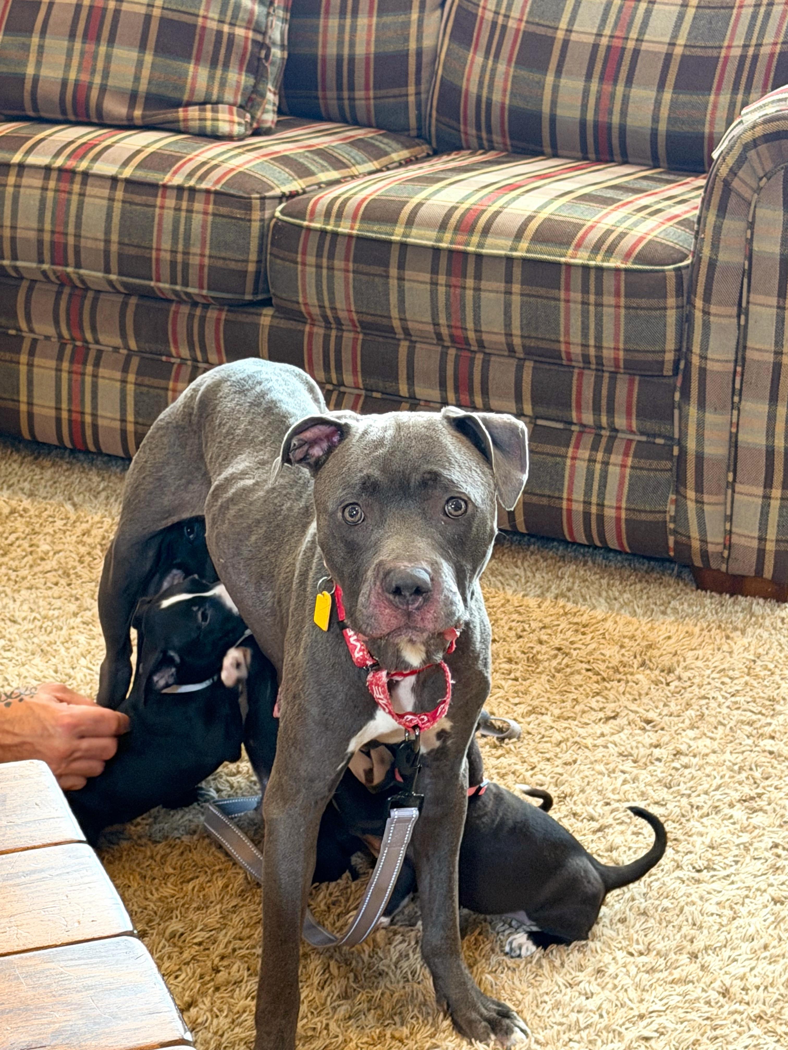 Enlarge Carolina, a Adopted Mixed Breed in Seville, OH image 6/6
