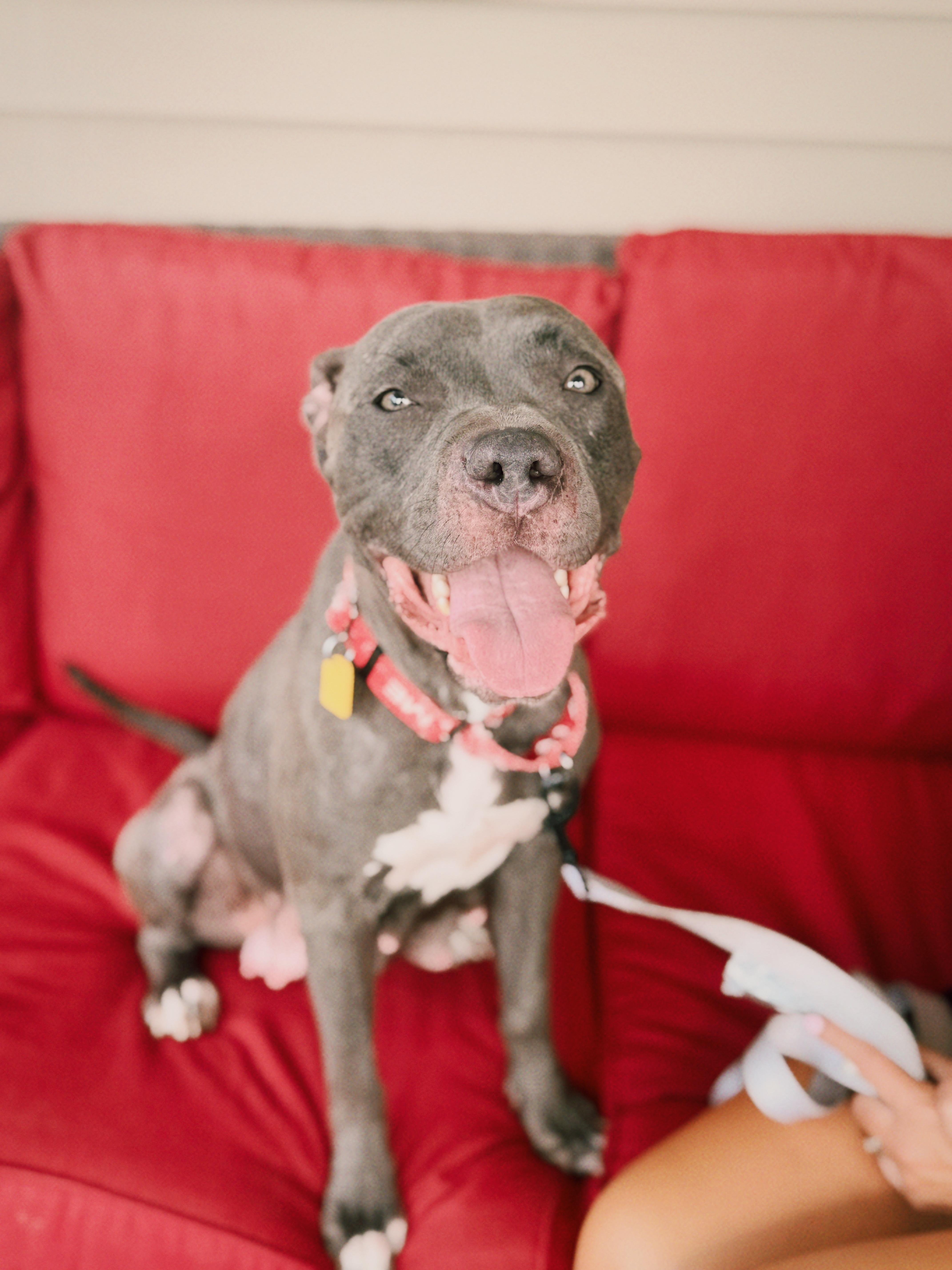 Enlarge Carolina, a Adopted Mixed Breed in Seville, OH image 2/6