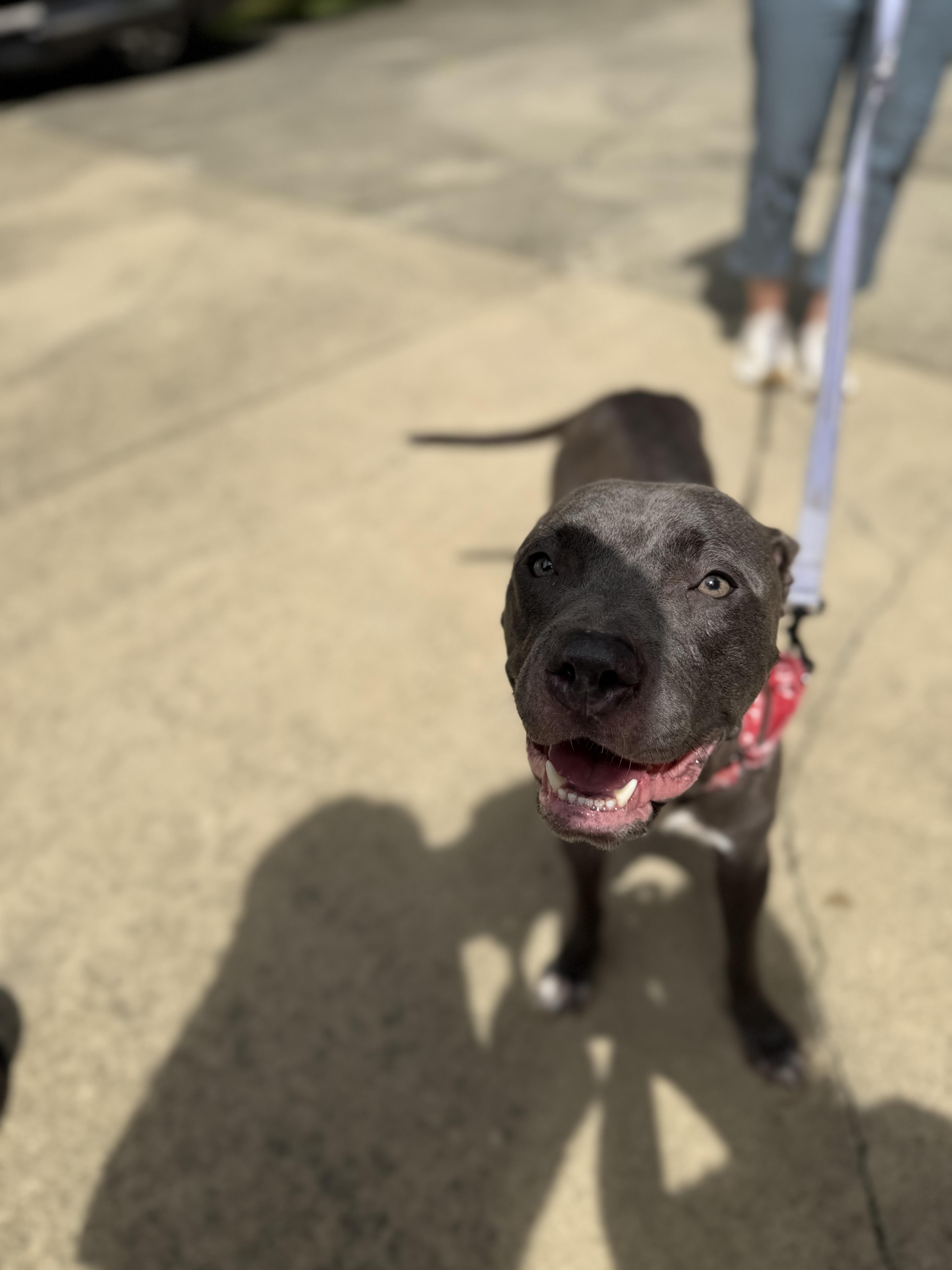Enlarge Carolina, a Adopted Mixed Breed in Seville, OH image 3/6