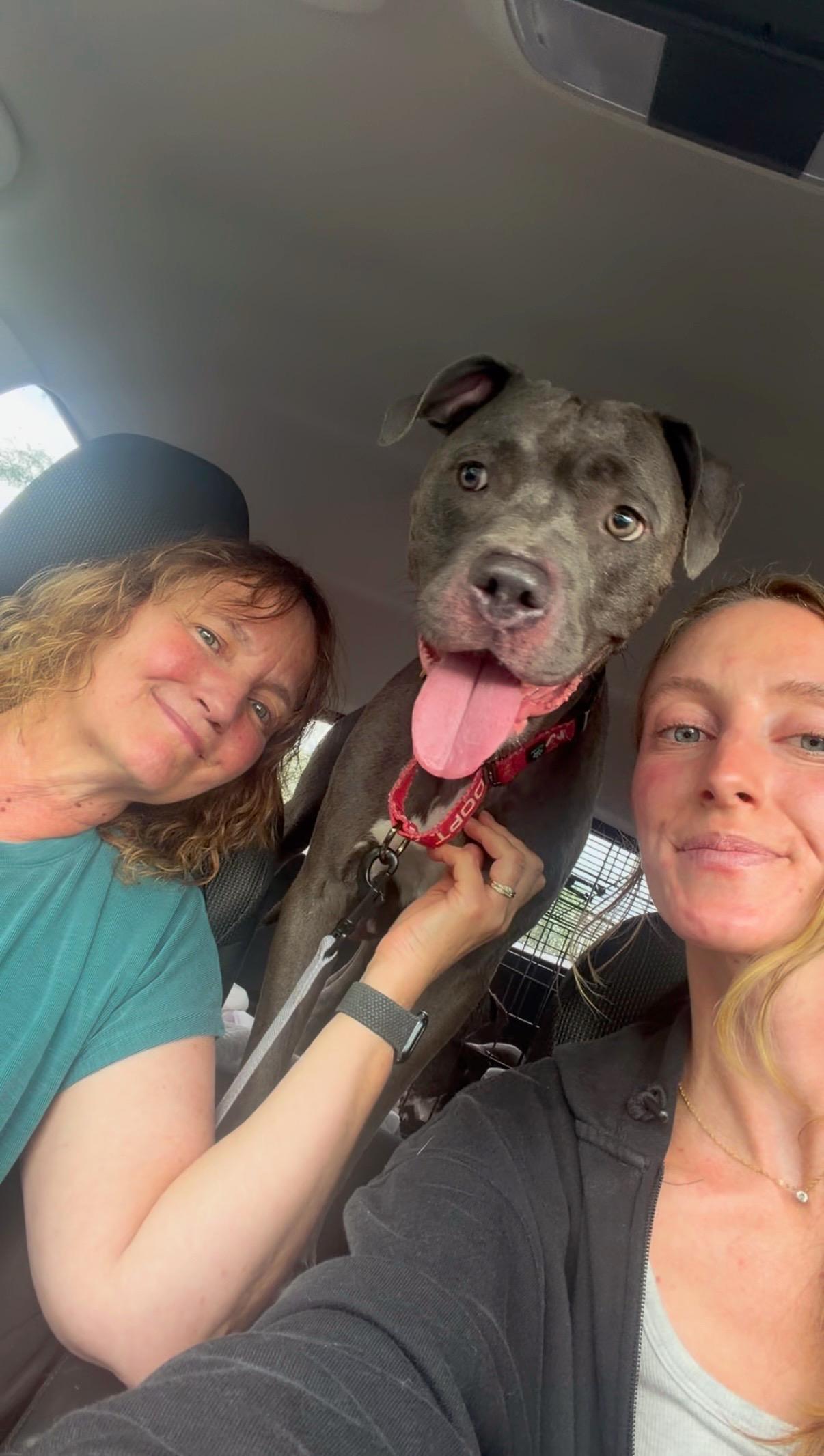 Enlarge Carolina, a Adopted Mixed Breed in Seville, OH image 4/6