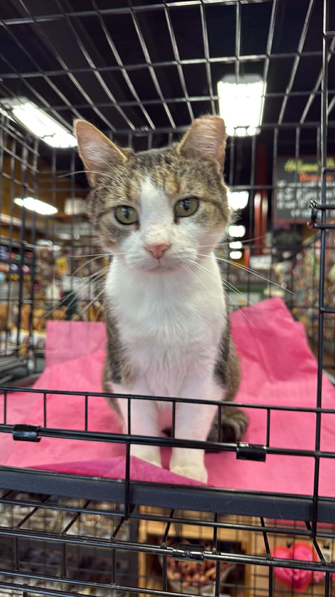 Enlarge Dottie, a ADOPTABLE Domestic Short Hair in Charlotte, NC image 4/6