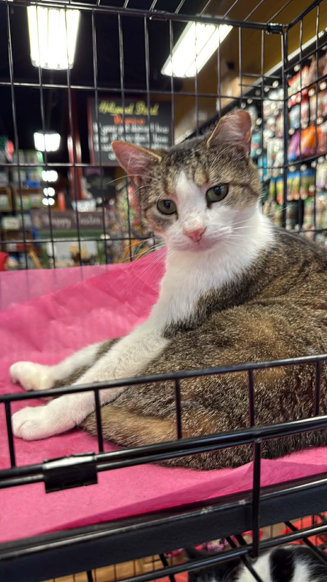 Enlarge Dottie, a ADOPTABLE Domestic Short Hair in Charlotte, NC image 2/6