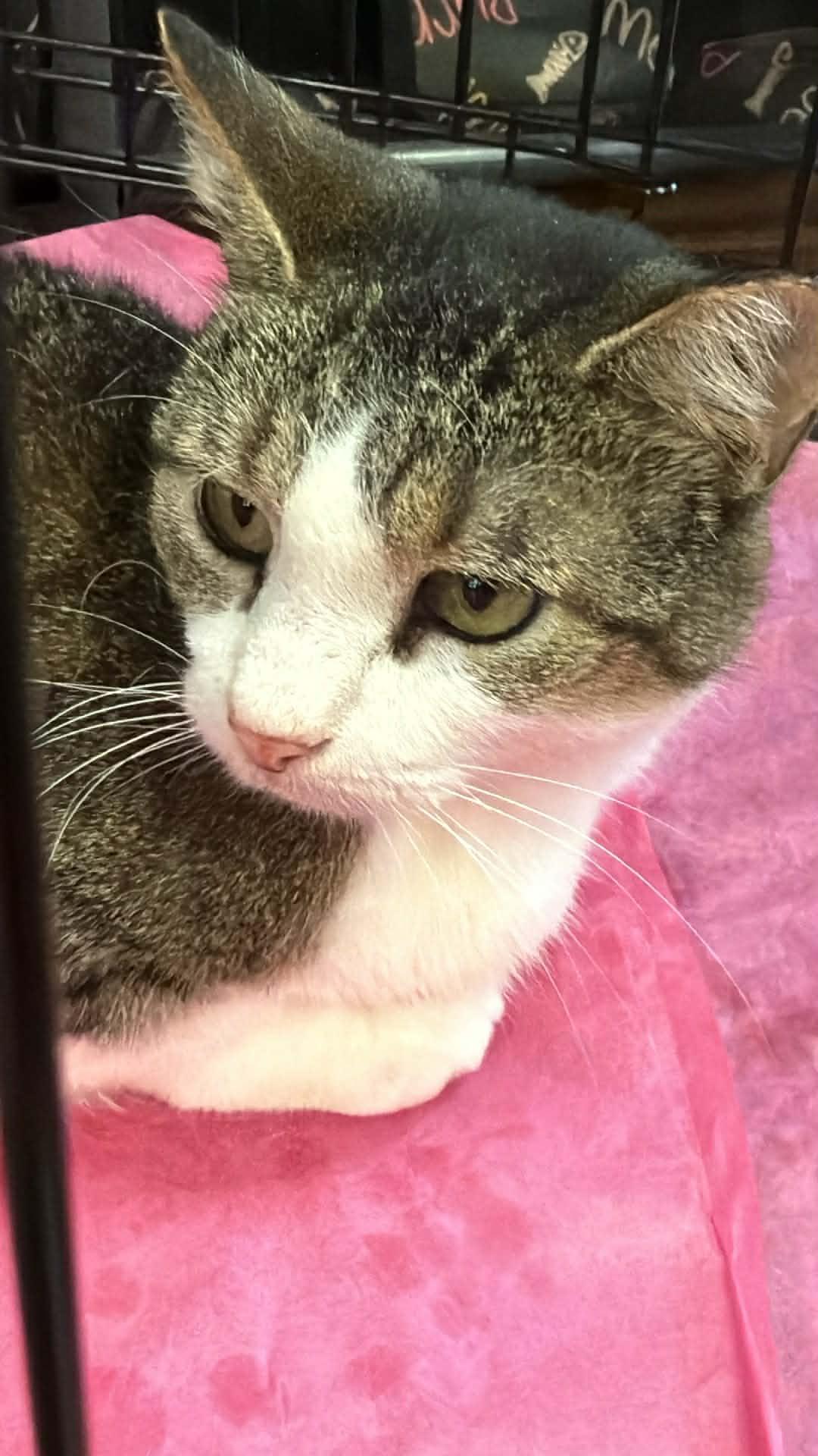 Enlarge Dottie, a ADOPTABLE Domestic Short Hair in Charlotte, NC image 1/6