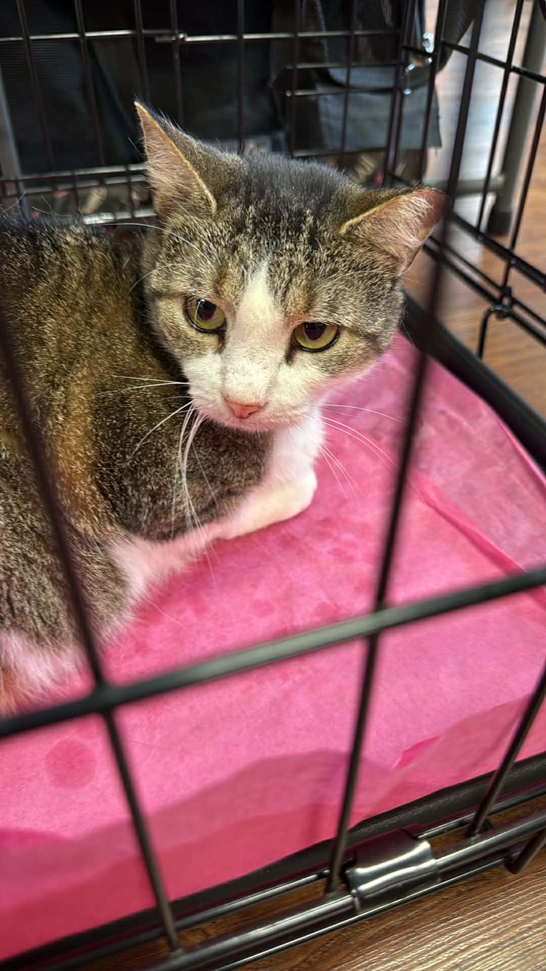 Enlarge Dottie, a ADOPTABLE Domestic Short Hair in Charlotte, NC image 3/6