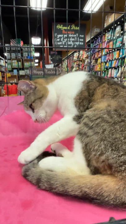Enlarge Dottie, a ADOPTABLE Domestic Short Hair in Charlotte, NC video 5/6