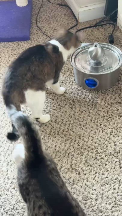 Enlarge Dottie, a ADOPTABLE Domestic Short Hair in Charlotte, NC video 6/6
