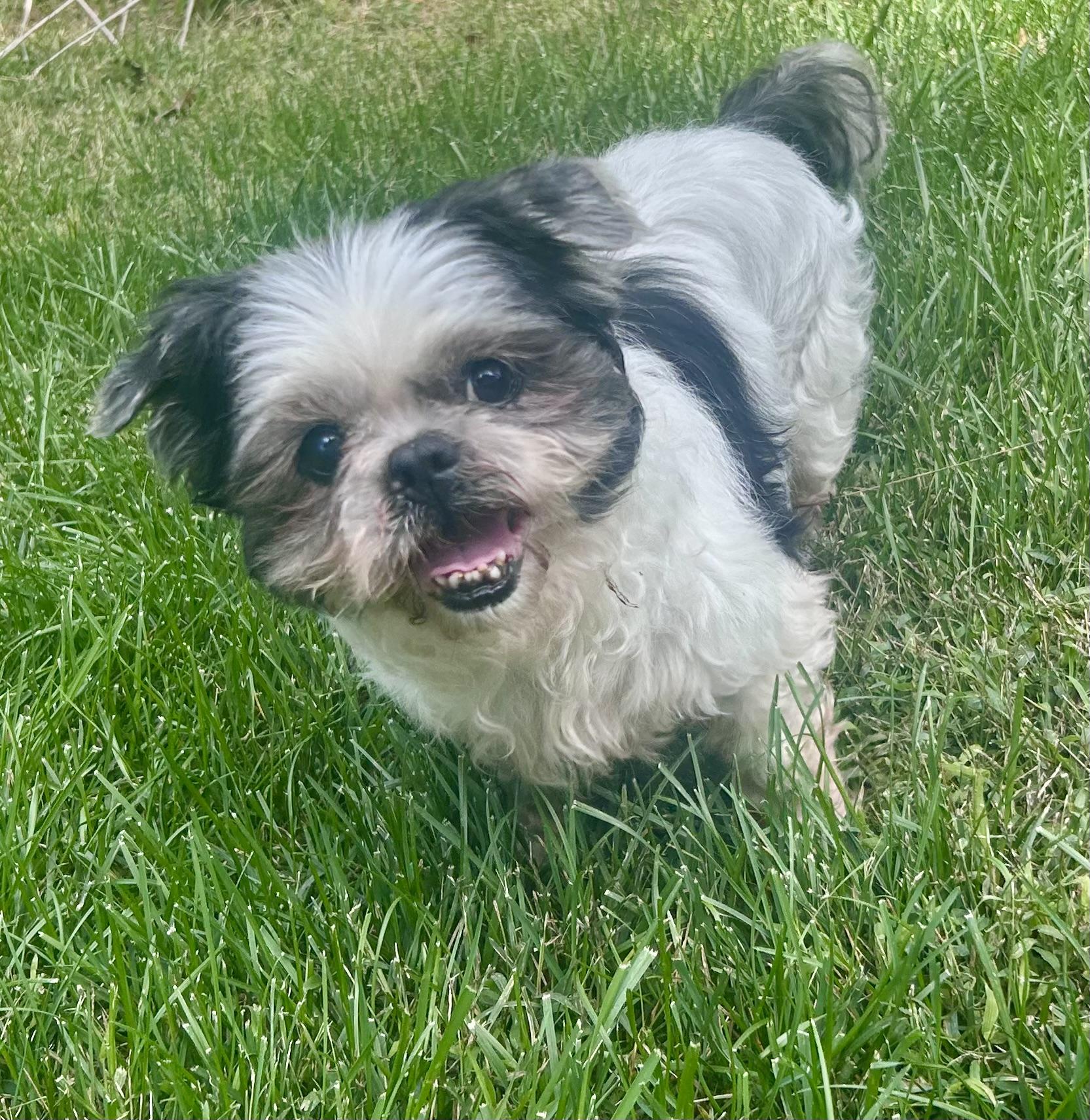 Toby And Rambo thumbnail 2