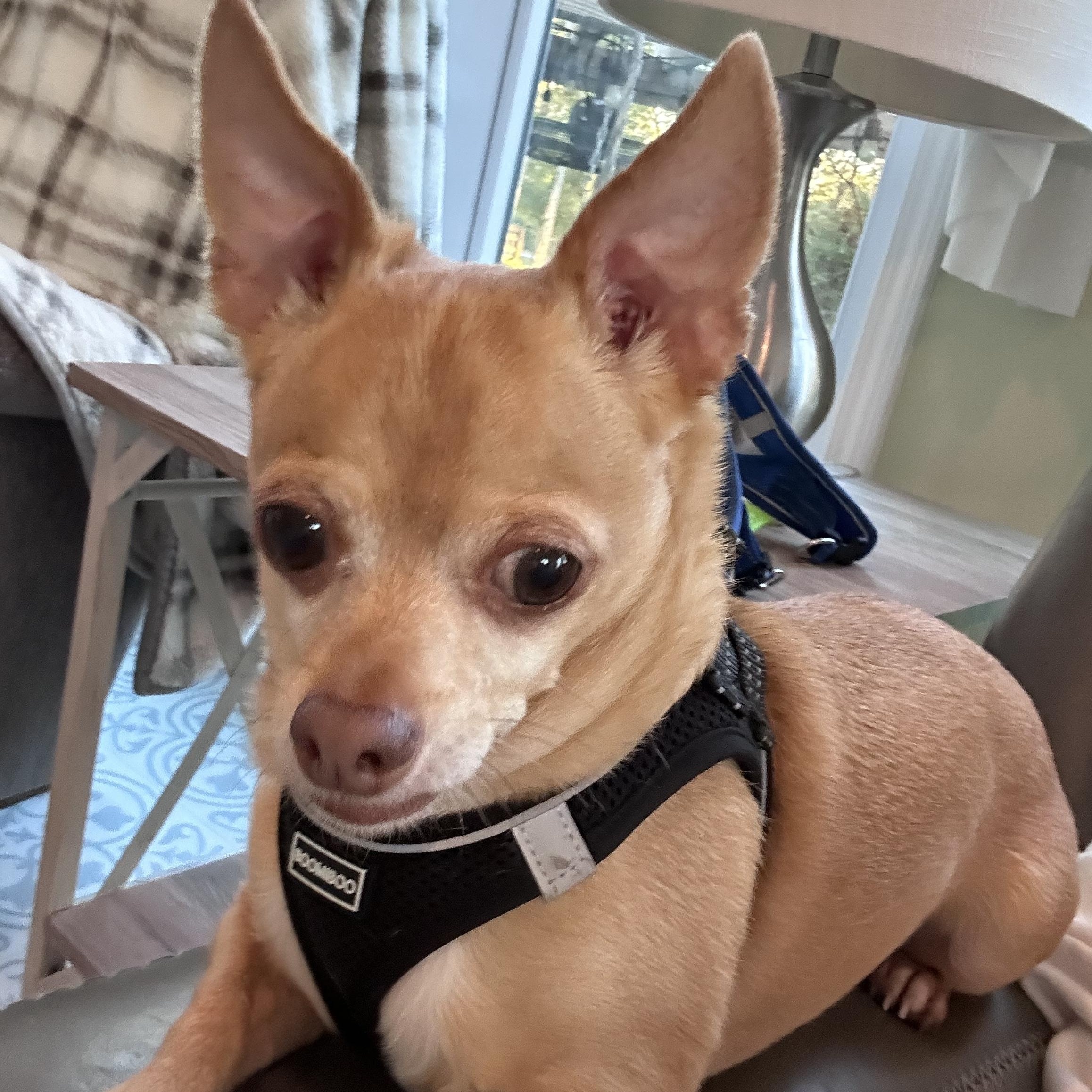 Toby And Rambo thumbnail 3