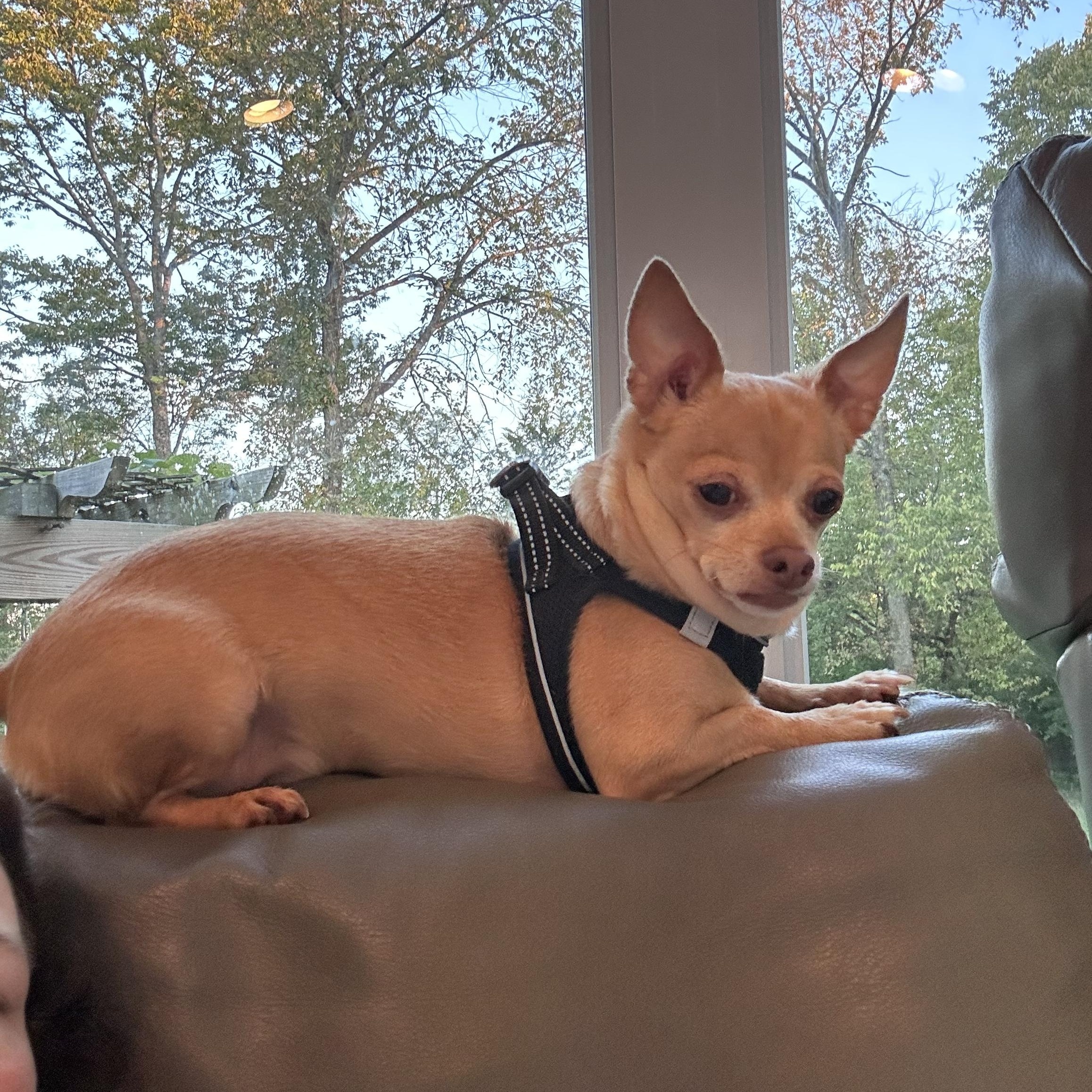 Toby And Rambo thumbnail 4