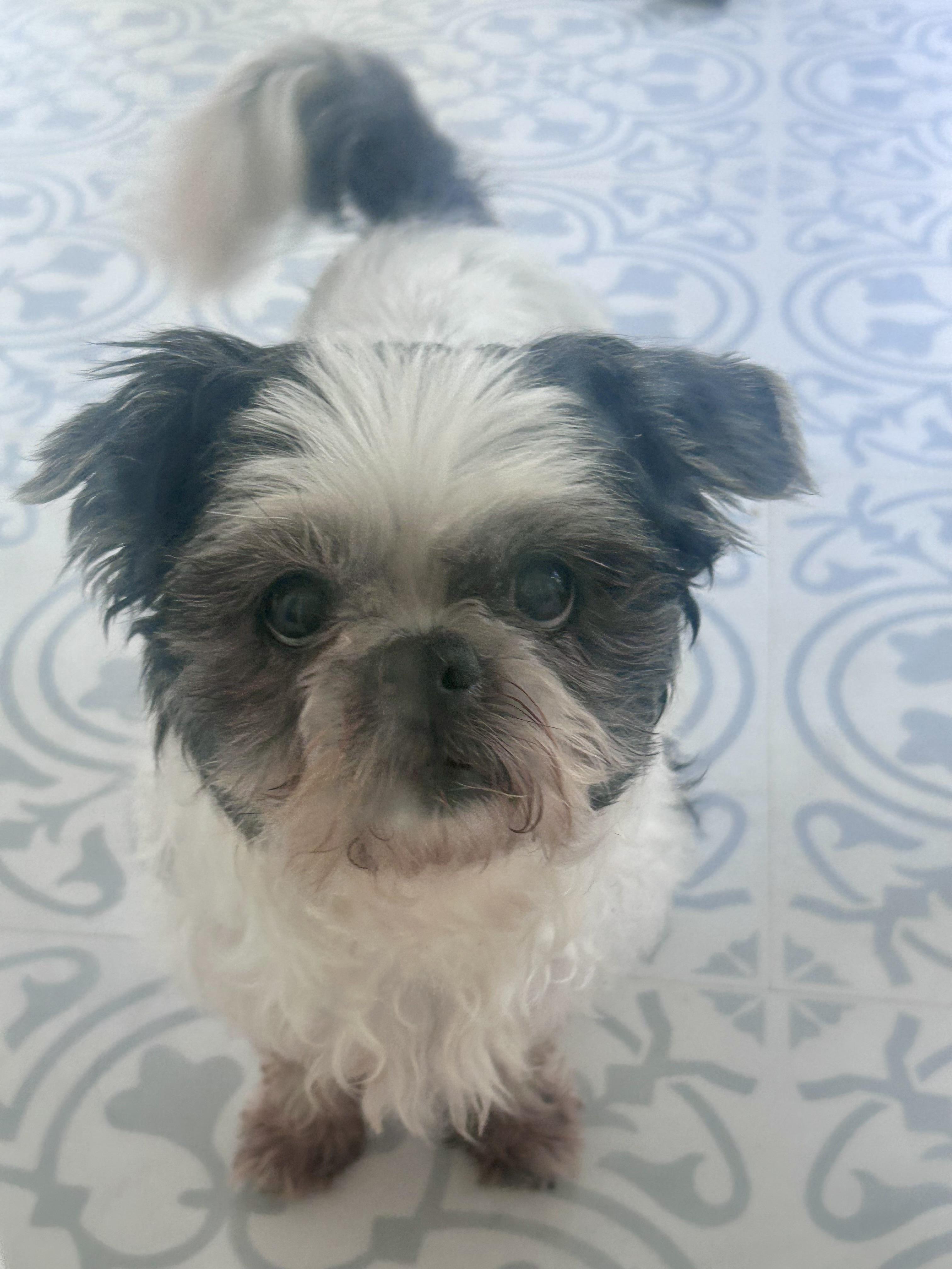 Toby And Rambo thumbnail 5