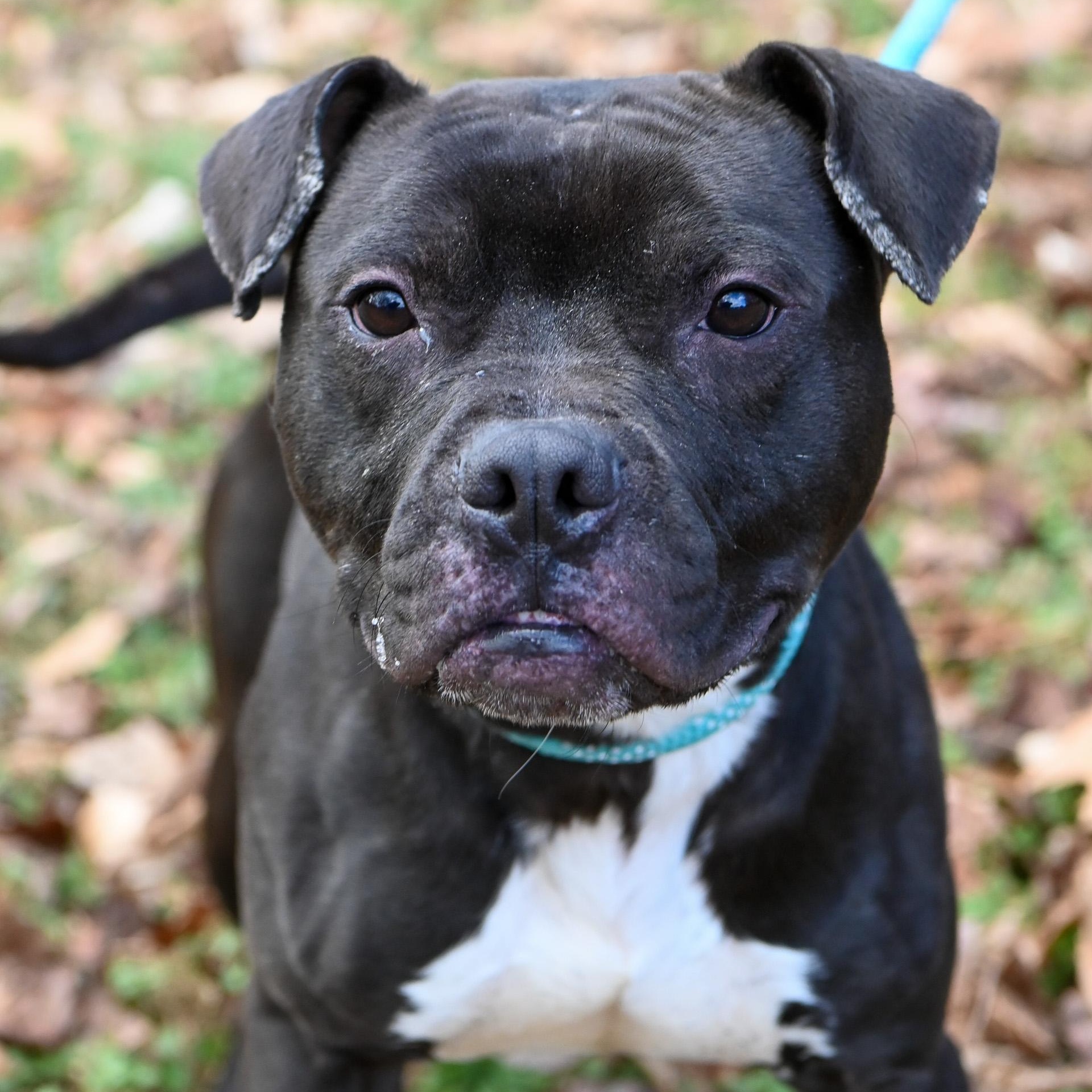 Enlarge Bob, an adopted American Bully in Cumberland , VA image 4/6