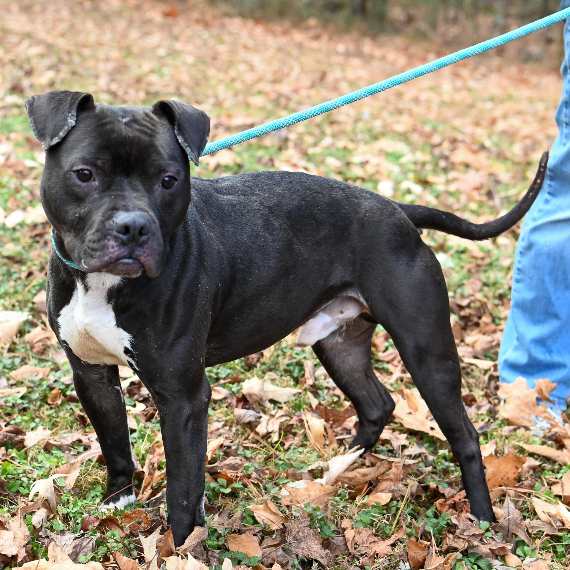 Enlarge Bob, an adopted American Bully in Cumberland , VA image 6/6