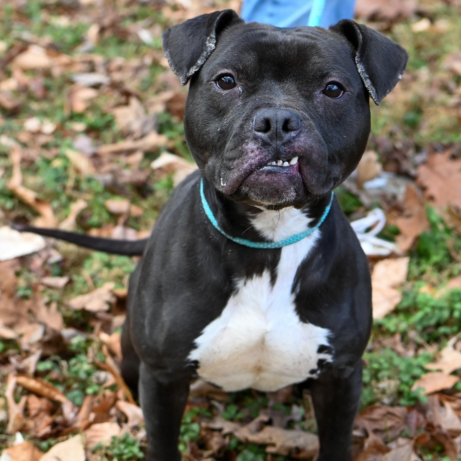 Bob, adopted, Young Male American Bully.