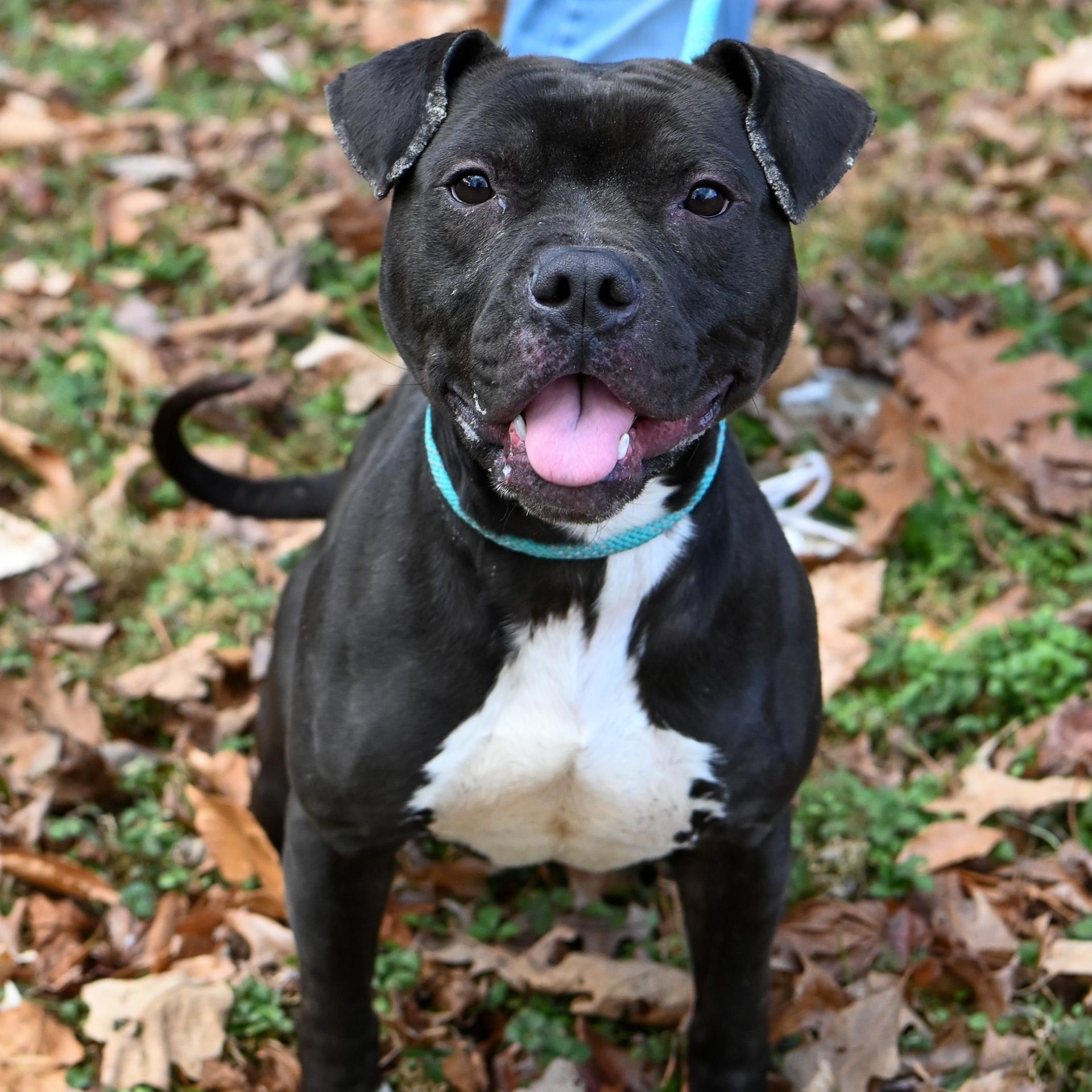 Enlarge Bob, an adopted American Bully in Cumberland , VA image 2/6