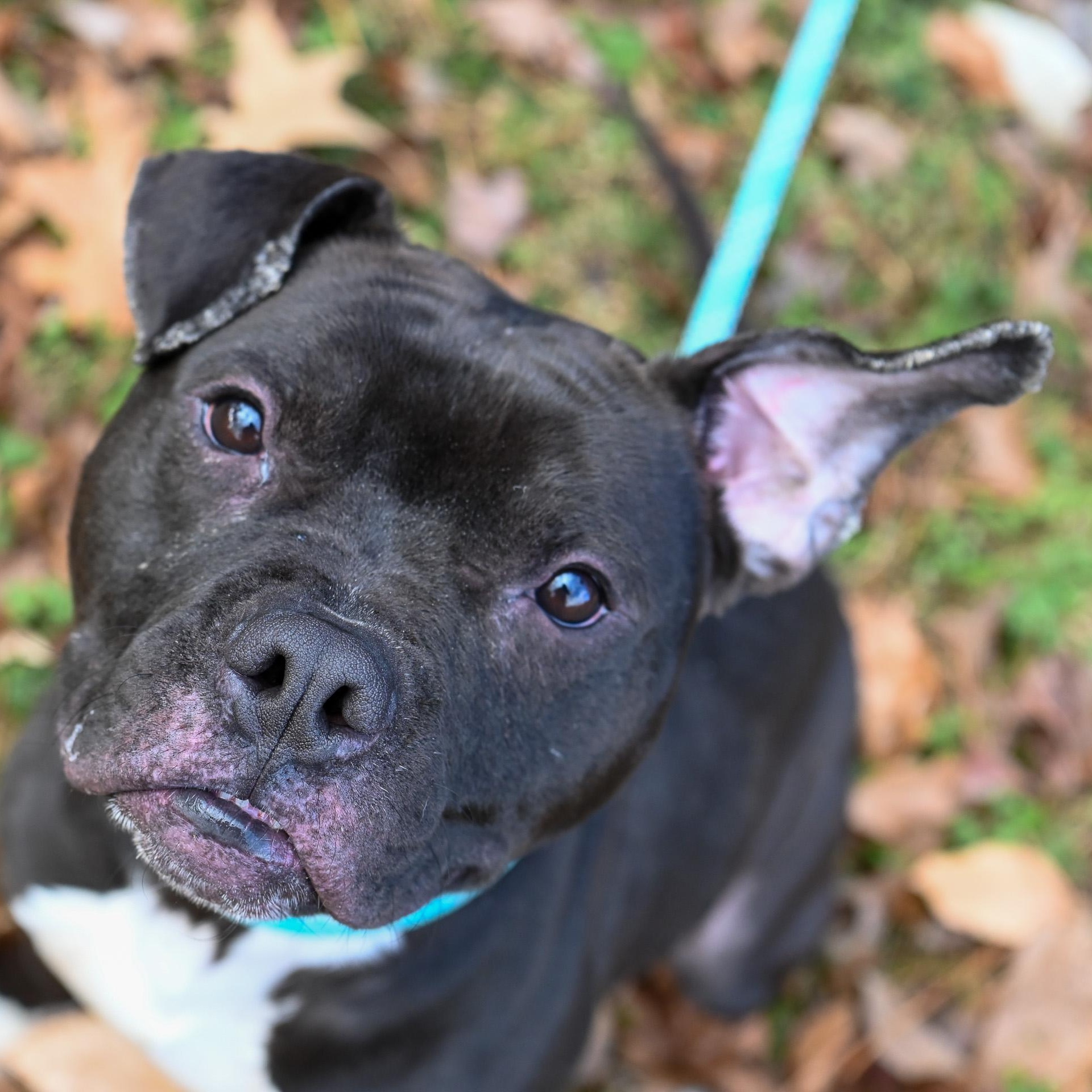 Enlarge Bob, an adopted American Bully in Cumberland , VA image 3/6