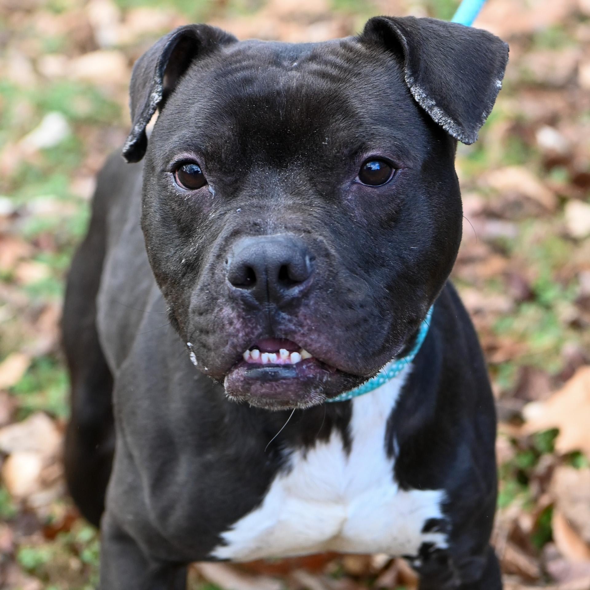Enlarge Bob, an adopted American Bully in Cumberland , VA image 5/6