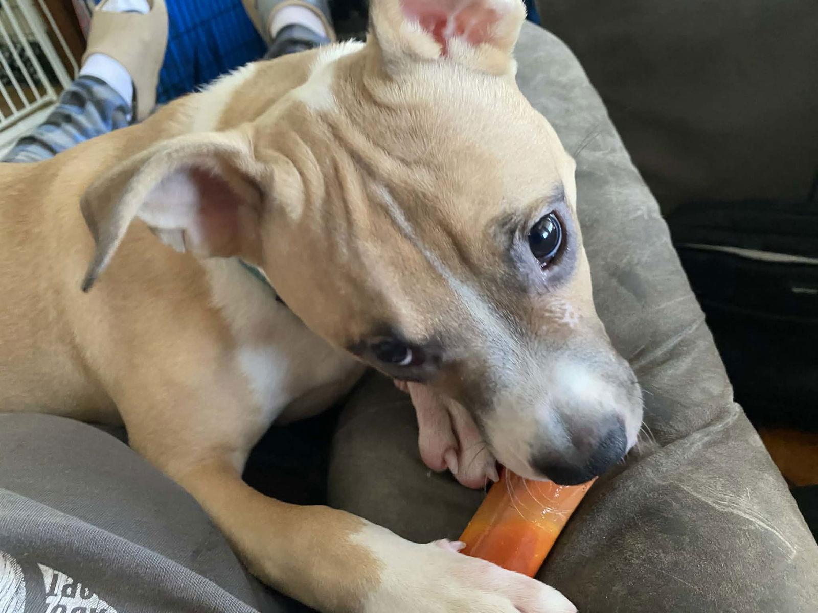 Enlarge COURTESY POST: Spike, a Adoptable Terrier in Strongsville, OH image 1/3