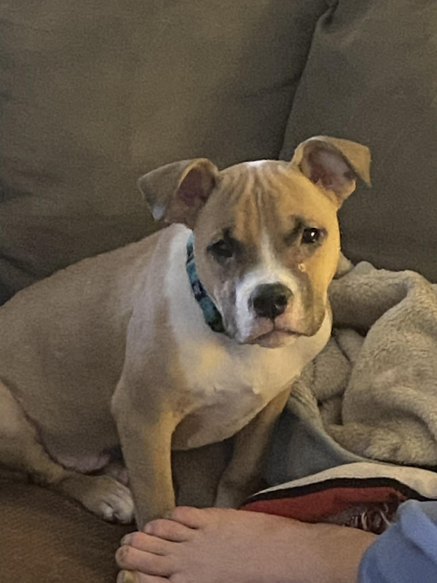 Enlarge COURTESY POST: Spike, a Adoptable Terrier in Strongsville, OH image 2/3