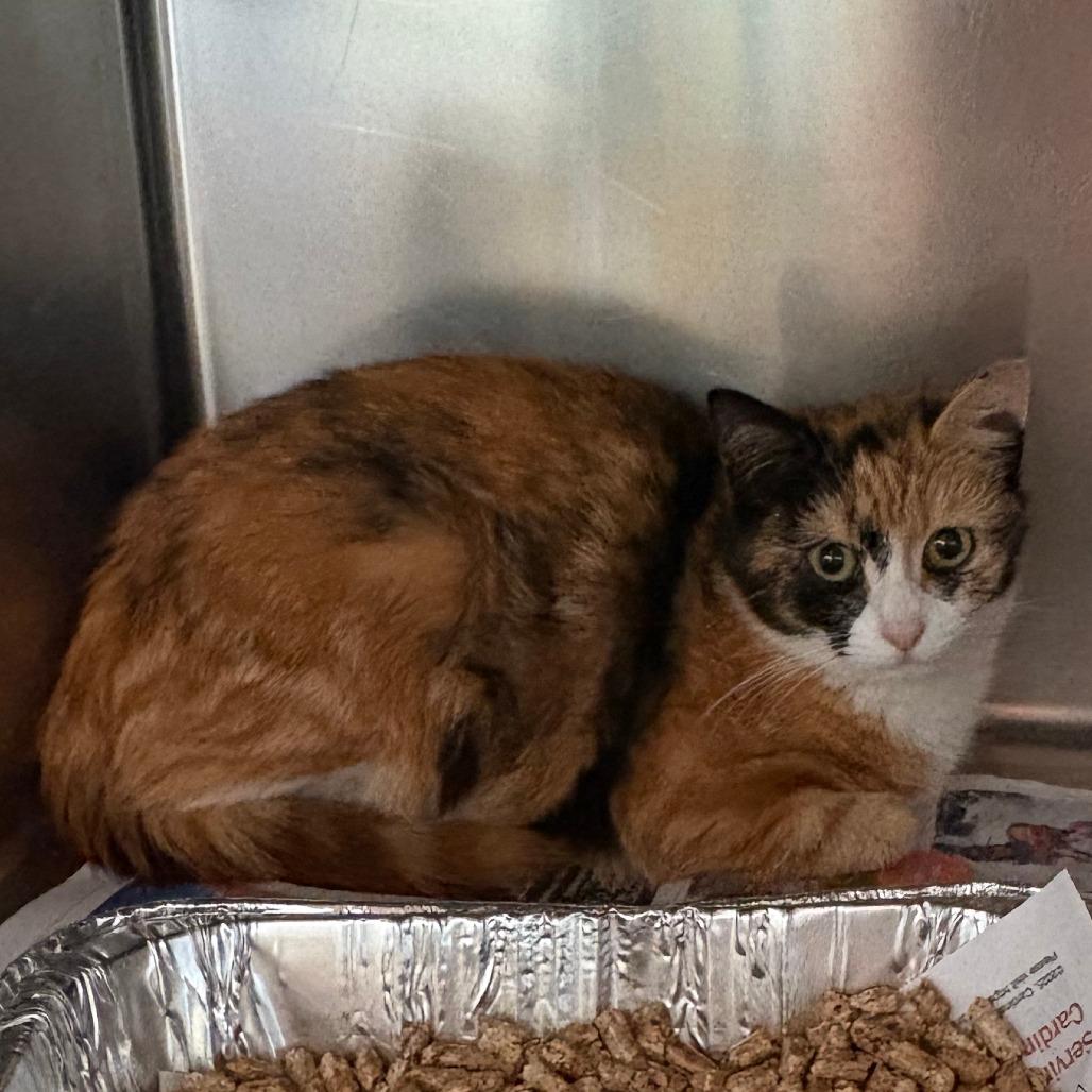 Carrot Cake, Adoptable, Adult Female Domestic Short Hair.