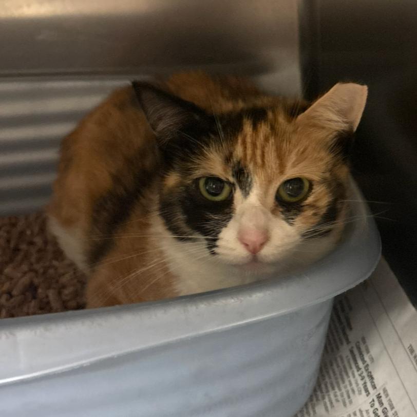 Carrot Cake, a Adoptable Domestic Short Hair in Charlottesville, VA image 2/6