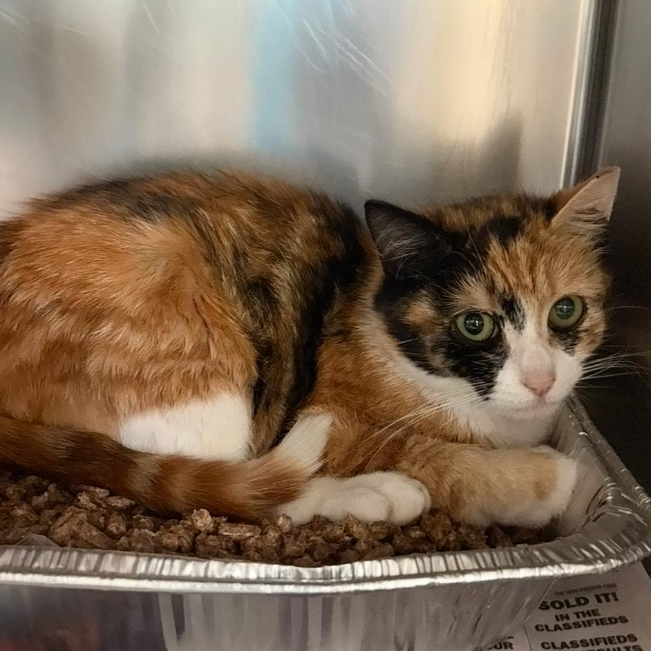 Carrot Cake, a Adoptable Domestic Short Hair in Charlottesville, VA image 3/6