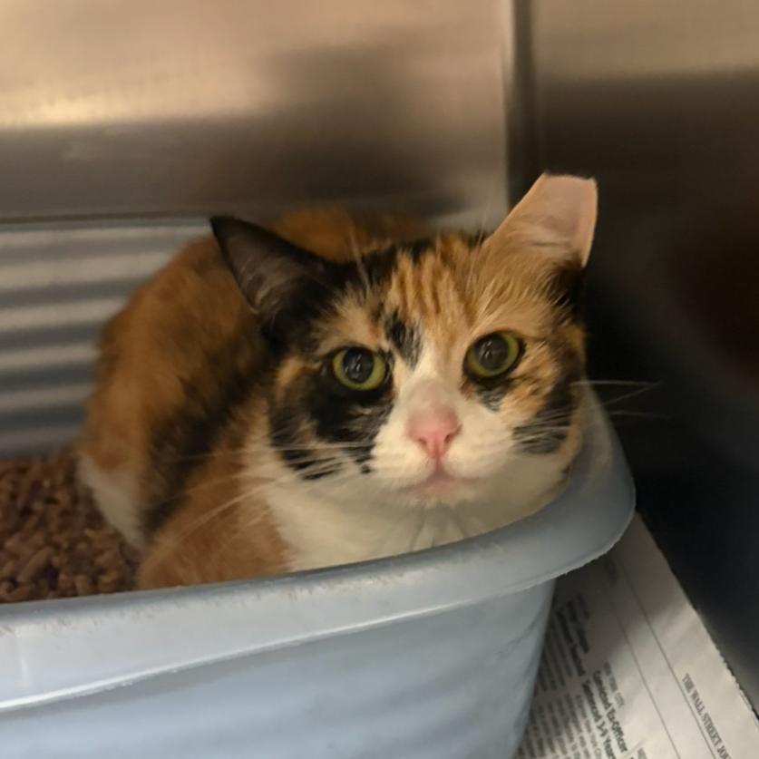 Carrot Cake, a Adoptable Domestic Short Hair in Charlottesville, VA image 4/6
