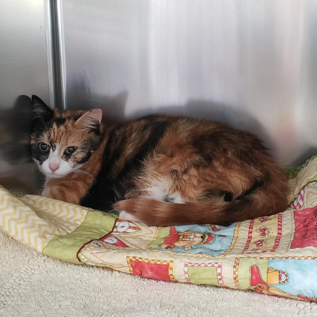 Carrot Cake, a Adoptable Domestic Short Hair in Charlottesville, VA image 5/6