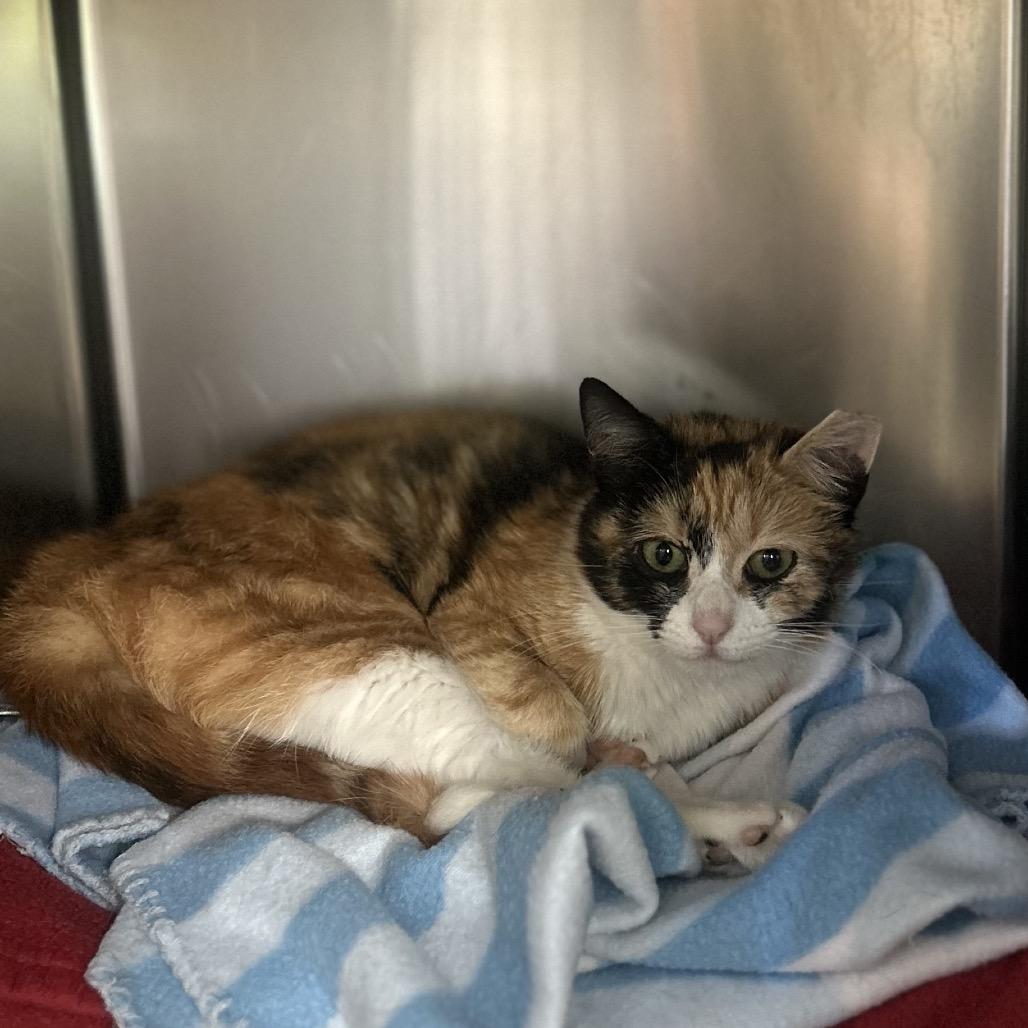 Carrot Cake, a Adoptable Domestic Short Hair in Charlottesville, VA image 6/6