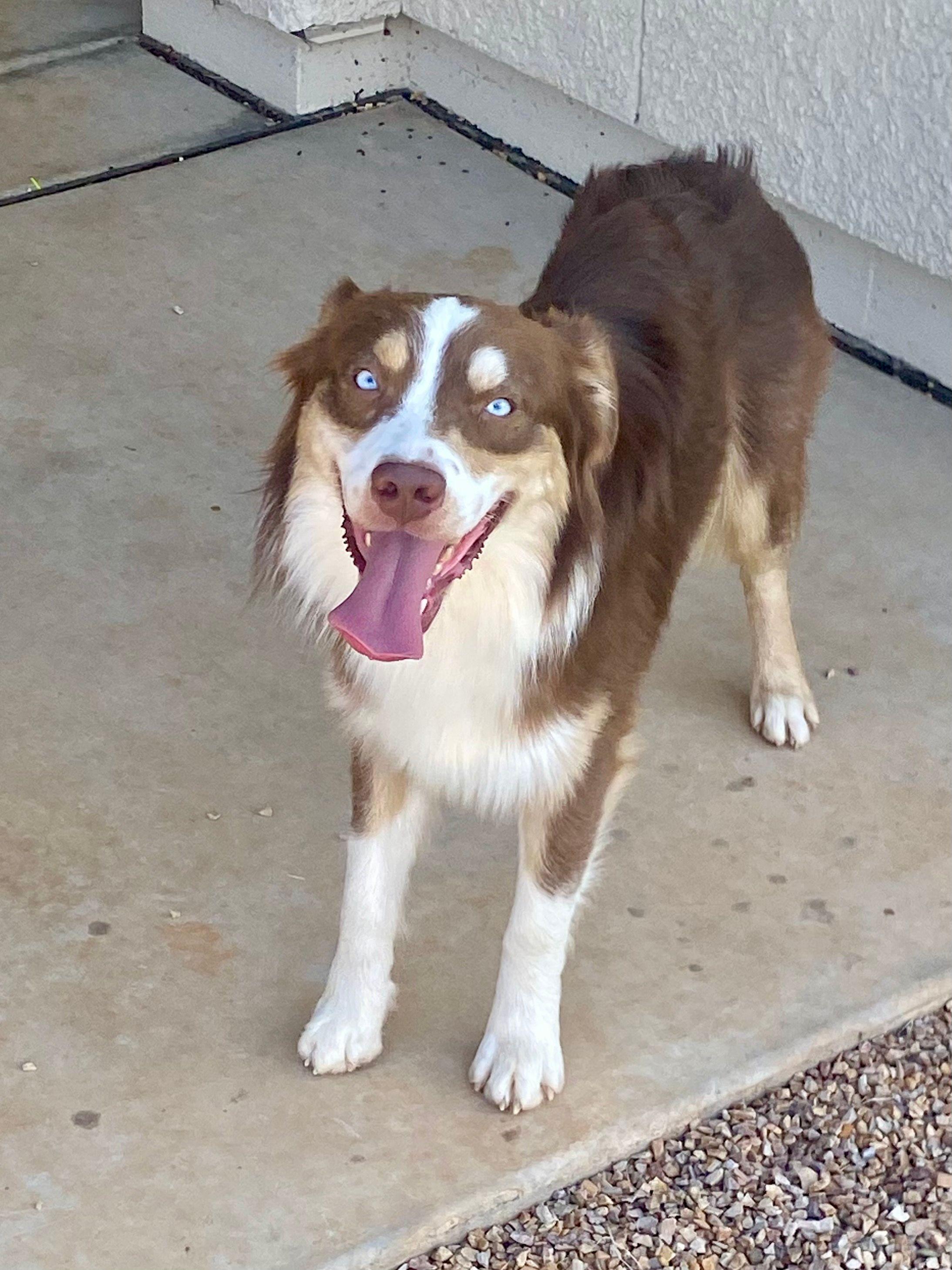 Enlarge Dallas, 1.5 year old handsome Mini Aussie seeking forever family, a Adoptable Australian Shepherd in Oro Valley, AZ image 2/4