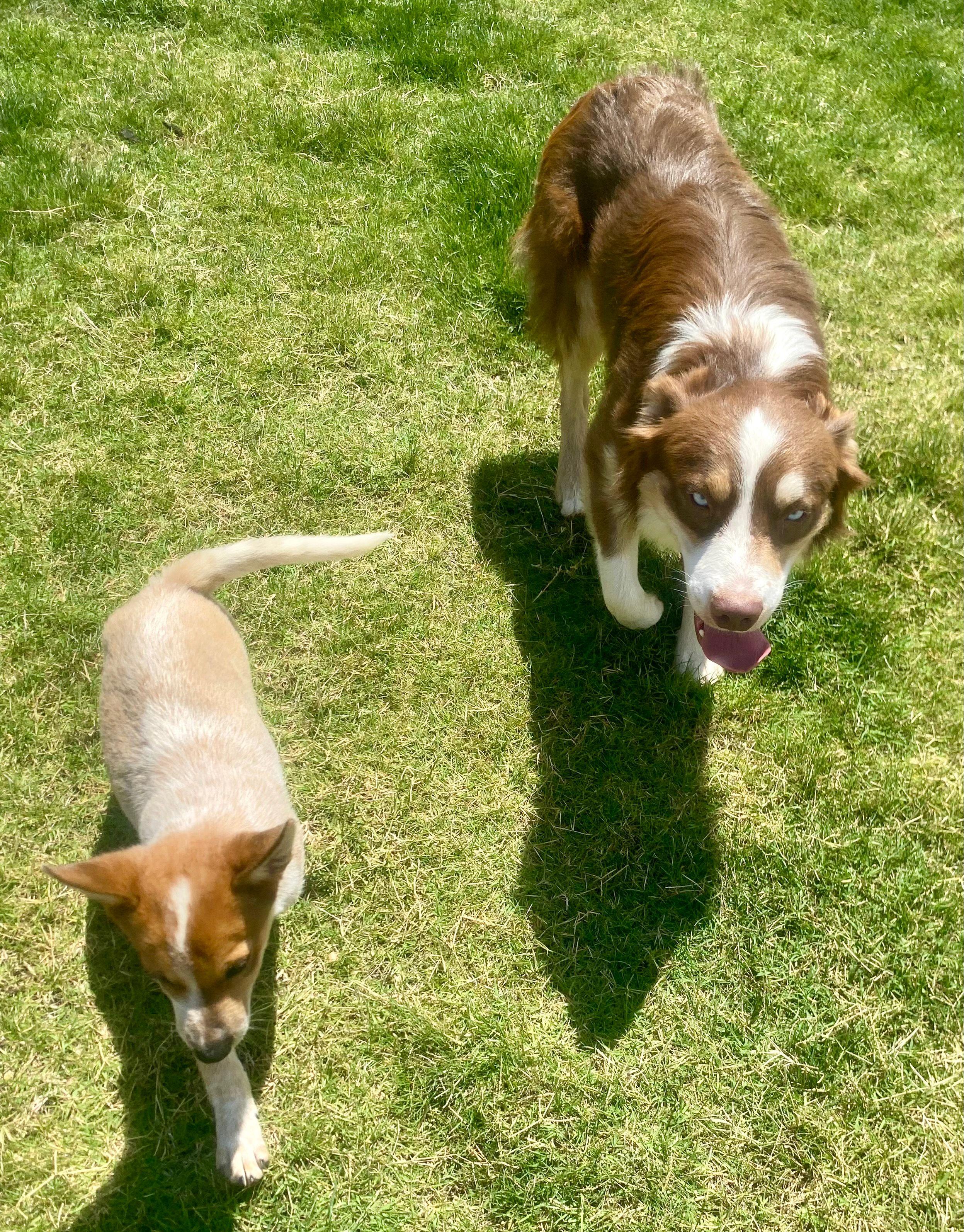 Enlarge Dallas, 1.5 year old handsome Mini Aussie seeking forever family, a Adoptable Australian Shepherd in Oro Valley, AZ image 4/4
