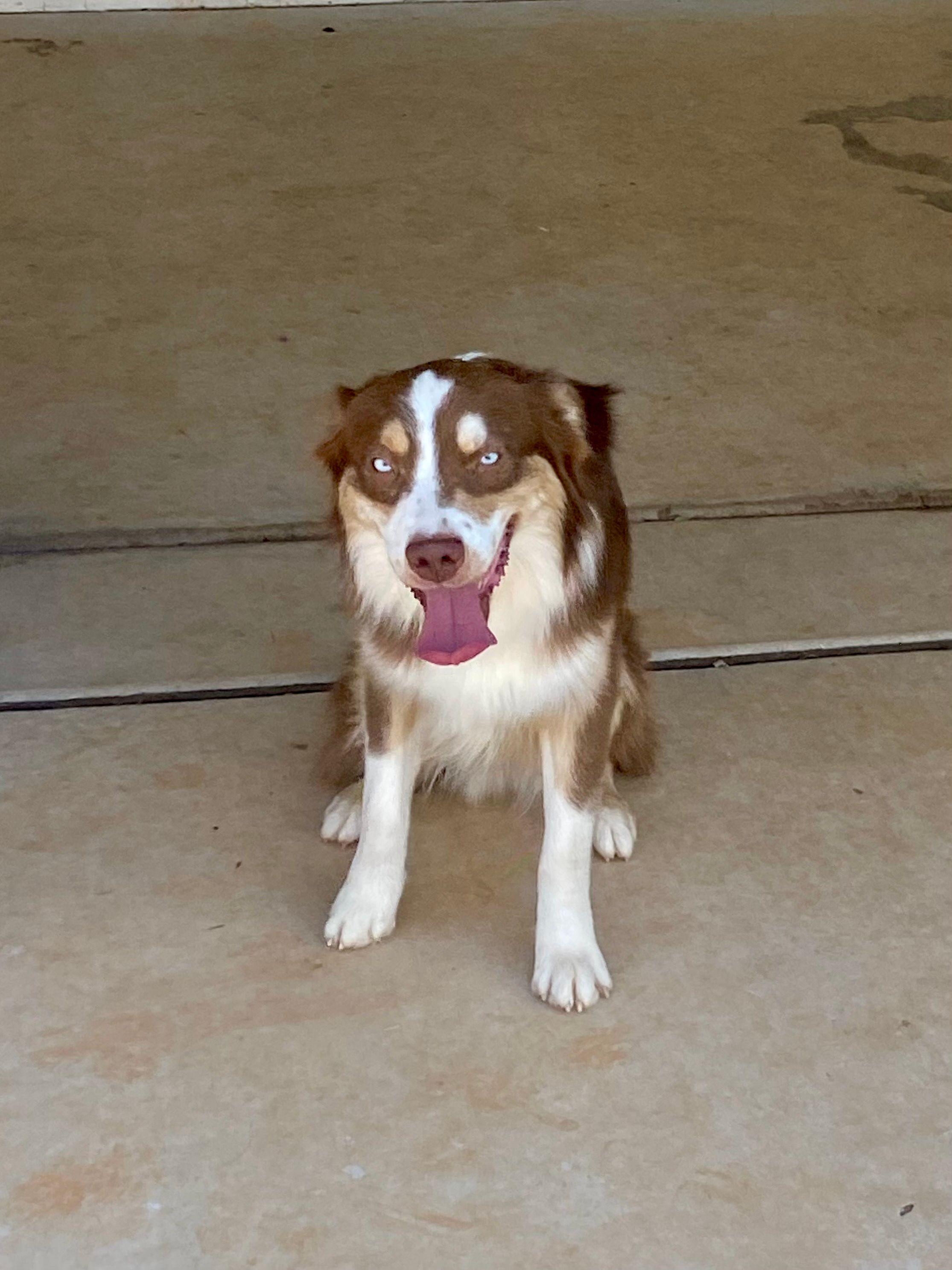 Dallas, 1.5 year old handsome Mini Aussie seeking forever family, Adoptable, Young Male Australian Shepherd.