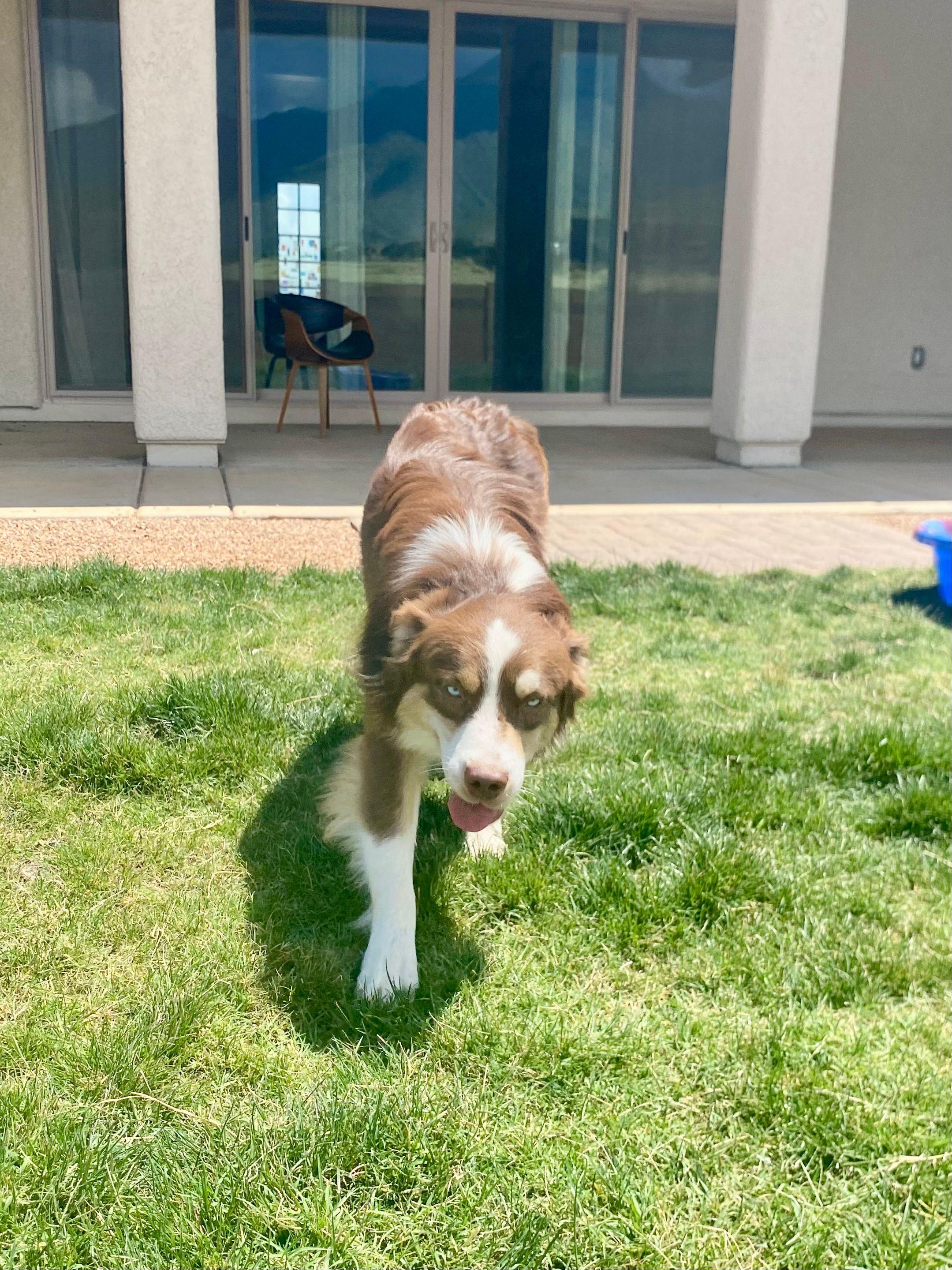 Enlarge Dallas, 1.5 year old handsome Mini Aussie seeking forever family, a Adoptable Australian Shepherd in Oro Valley, AZ image 3/4