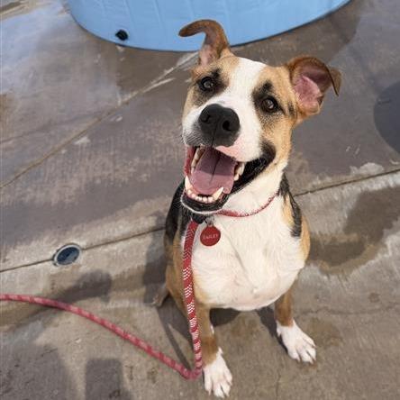 Enlarge Jax, a Adoptable Mixed Breed in Phoenix, AZ image 1/6