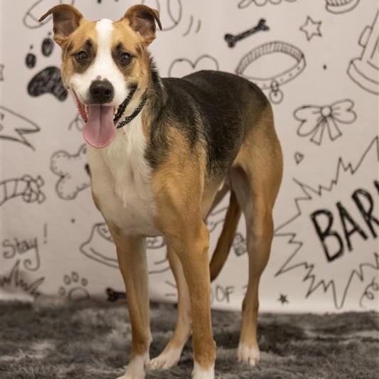Enlarge Jax, a Adoptable Mixed Breed in Phoenix, AZ image 2/6
