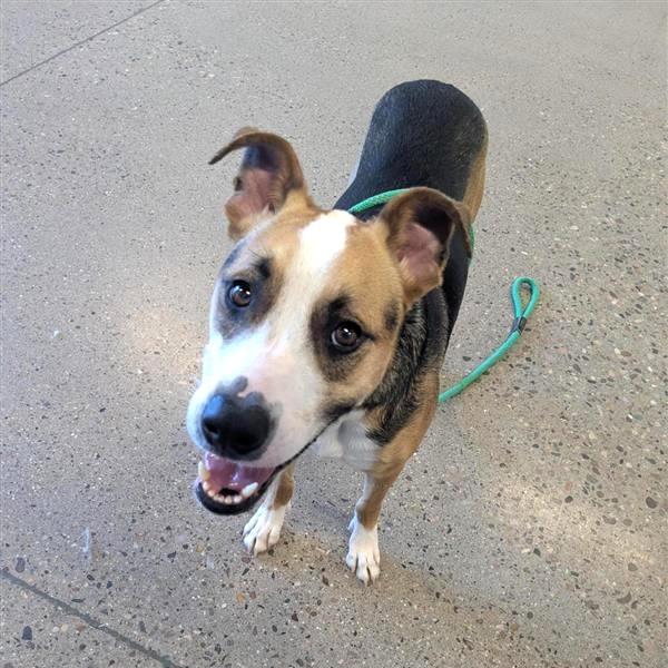 Enlarge Jax, a Adoptable Mixed Breed in Phoenix, AZ image 3/6