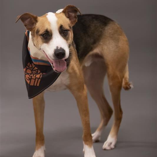 Enlarge Jax, a Adoptable Mixed Breed in Phoenix, AZ image 4/6