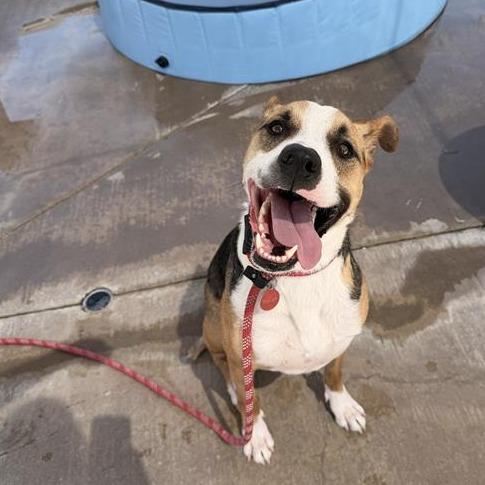 Enlarge Jax, a Adoptable Mixed Breed in Phoenix, AZ image 5/6