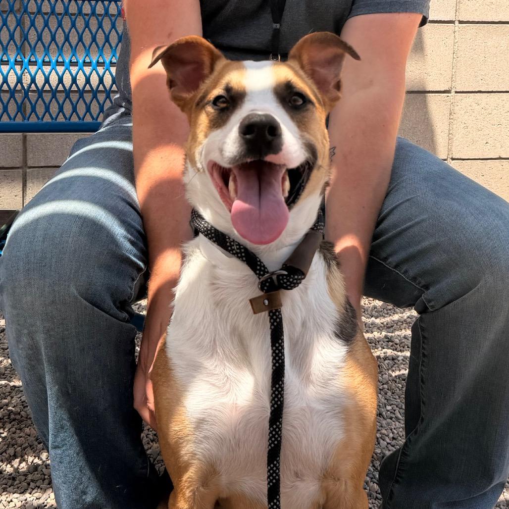 Enlarge Jax, a Adoptable Mixed Breed in Phoenix, AZ image 6/6