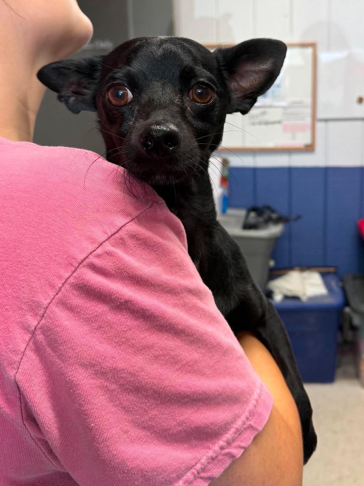 Enlarge Clifford, a Adoptable Mixed Breed in Leitchfield, KY image 1/1