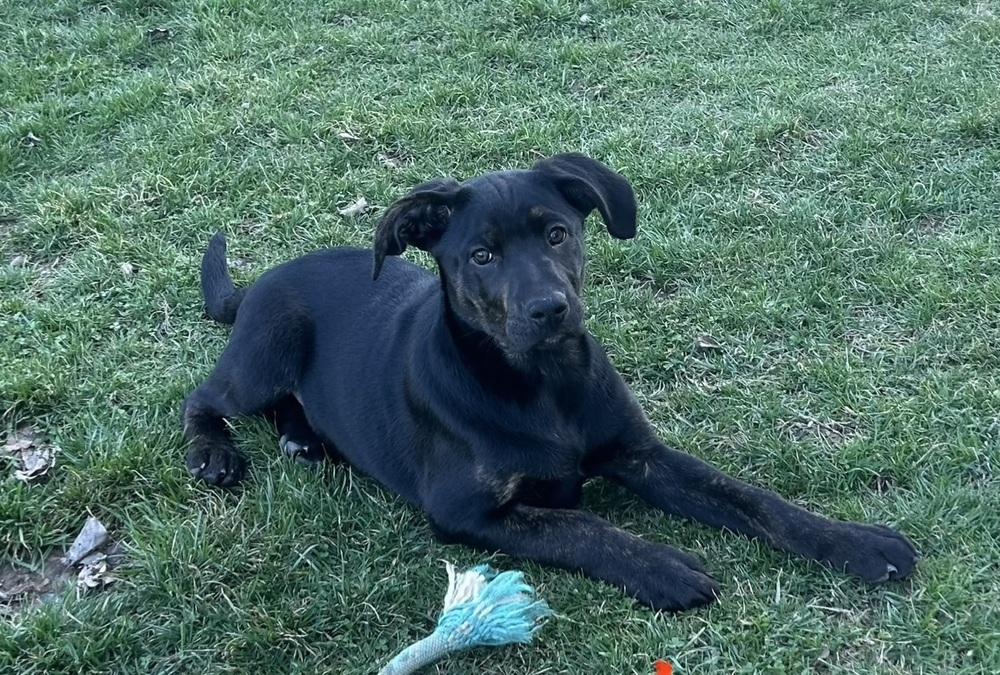 Enlarge Yang, a Adoptable mixed breed in Irwin, PA image 1/2