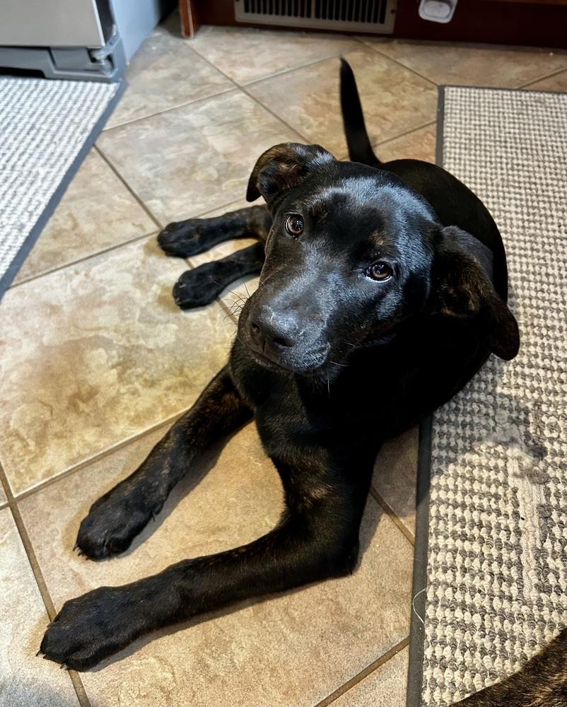 Yang, Adoptable, Puppy Female Labrador Retriever & Plott Hound.